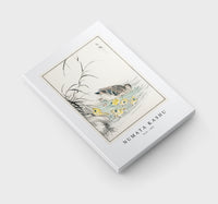 Numata Kashu - Duck illustration from Pictorial Monograph of Birds (1885)