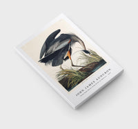 John James Audubon - Great blue Heron from Birds of America (1827)