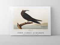 John James Audubon - Noddy Tern from Birds of America (1827)