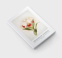 Frederick Sander - Cattleya trianaei schroederiana from Reichenbachia Orchids-1847-1920