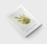 Frederick Sander - Zygopetalum wendlandi from Reichenbachia Orchids-1847-1920