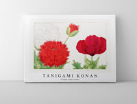 Tanigami Konan - Vintage poppy flower