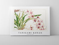 Tanigami Konan - Cymbidium orchid
