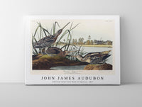 John James Audubon - American Snipe from Birds of America (1827)