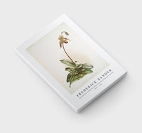 Frederick Sander - Cypripedium selligerum majus from Reichenbachia Orchids-1847-1920