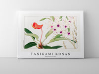 Tanigami Konan - Dendobium flower