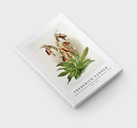 Frederick Sander - Cypripedium morganiæ burfordiense from Reichenbachia Orchids-1847-1920