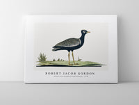 Robert Jacob Gordon - Afrotis afra Southern black korhaan (1778)