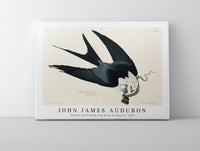 John James Audubon - Swallow-tailed Hawk from Birds of America (1827)