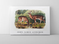 John James Audubon - Deer or Virginian Deer (Cervus Virginianus)(1845)