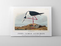 John James Audubon - Long-legged Avocet from Birds of America (1827)