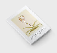 Frederick Sander - Cypripedium hybridum youngianum from Reichenbachia Orchids-1847-1920