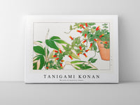 Tanigami Konan - Maranta & manettia flower