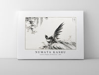 Numata Kashu - Japanese Magpie and Waterfall illustration from Pictorial Monograph of Birds (1885)