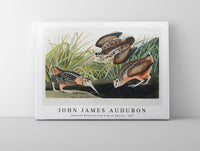 John James Audubon - American Woodcock from Birds of America (1827)