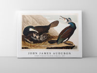 John James Audubon - Common Cormorant from Birds of America (1827)