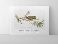 Robert Jacob Gordon - Chamaeleo namaquensis Namaqua chameleon (1777–1786)