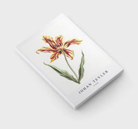 Johan Teyler - A tulip