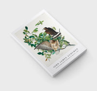 John James Audubon - Broad-winged Hawk from Birds of America (1827)