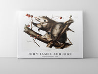 John James Audubon - Virginian Opossum