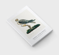 Robert Jacob Gordon - Elanus caeruleus Black-winged kite (1777–1786)