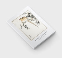 Numata Kashu - Hondo Copper Pheasant illustration from Pictorial Monograph of Birds (1885)