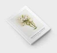 Frederick Sander - Dendrobium melanodiscus from Reichenbachia Orchids-1847-1920