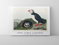John James Audubon - Puffin from Birds of America (1827)