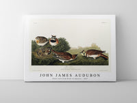 John James Audubon - Shore Lark from Birds of America (1827)