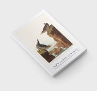 John James Audubon - Columbian Water Ouzel and Arctic Water Ouzel from Birds of America (1838)