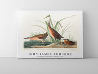 John James Audubon - Virginia Rail from Birds of America (1827)