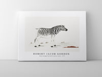 Robert Jacob Gordon - Equus quagga burchellii plains zebra (ca.1777)