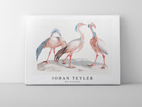 Johan Teyler - Miss Crane Birds