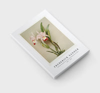 Frederick Sander - Cattleya ballantiniana from Reichenbachia Orchids-1847-1920