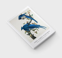 John James Audubon - Columbia Jay from Birds of America (1827)