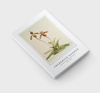 Frederick Sander - Cypripedium (hybridum) laucheanum-1847-1920