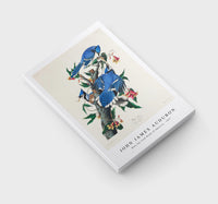 John James Audubon - Blue Jay from Birds of America (1827)