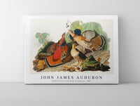 John James Audubon - Ruffed Grouse from Birds of America (1827)