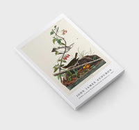 John James Audubon - Golden-crowned Thrush from Birds of America (1827)