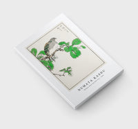 Numata Kashu - Barbary Dove and Oak Tree illustration from Pictorial Monograph of Birds (1885)