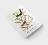 John James Audubon - Towee Bunting from Birds of America (1827)