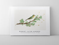 Robert Jacob Gordon - Zosterops pallidus Orange River white-eye (1777–1786)