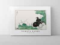 Numata Kashu - Coot and Lotus illustration from Pictorial Monograph of Birds (1885)