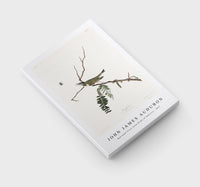 John James Audubon - Red-eyed Vireo from Birds of America (1827)