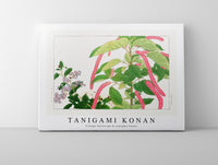 Tanigami Konan - Vintage heliotrope & acalypha flower