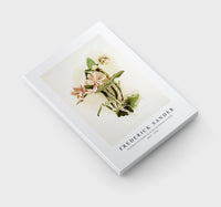 Frederick Sander - Cattleya o'brieniana from Reichenbachia Orchids-1847-1920