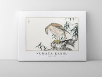 Numata Kashu - Osprey illustration from Pictorial Monograph of Birds (1885)