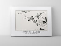 Numata Kashu - Pallas’s Blue Robin and Rose illustration from Pictorial Monograph of Birds (1885)