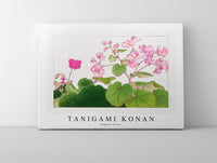 Tanigami Konan - Begonia flower