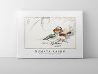 Numata Kashu - Mandarin Duck and Pearl Barley illustration from Pictorial Monograph of Birds (1885)